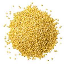 Proso Millet1